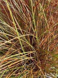 Image result for Cyperus tenuiculmis