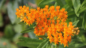 Image result for Asclepias