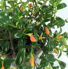 Goldfish are notoriously hard on plants. Goldfish Plant How To Grow Care Guide Houseplant411 Com