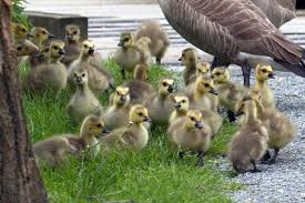 How Do You Know If A Goose Is Ready To Incubate Her Eggs?
