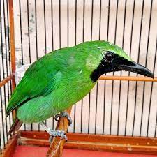Burung Cucak Ijo Harga Jenis Ciri Ciri Dan Makanannya