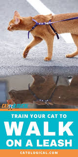 How To Train Your Cat To Walk On A Leash Is It Even Possible Many Indoor Cats Love To Get Outside But It Can Be Hard To Kn Cat Training