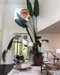 Houseplant Bird Of Paradise Plant Indoor Mr Cacti On Instagram Plants Id Bird Of Paradise Repost From Planty Hoes Big Indoor Plants Indoor Plants Plants