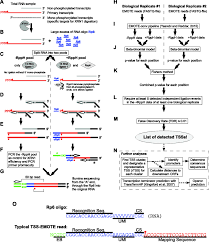 Check spelling or type a new query. Tss Emote A Refined Protocol For A More Complete And Less Biased Global Mapping Of Transcription Start Sites In Bacterial Pathogens Bmc Genomics Full Text