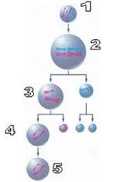Tempat terjadinya mitosis tempat terjadinya berada di sel somatic sedangkan meiosis di sel gonad. 25 Soal Pembelahan Sel Pilihan Ganda Dan Jawaban Pembahasan