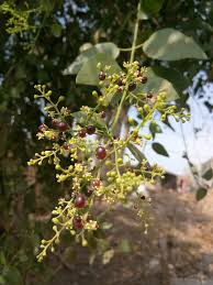 Image result for Salvadora australis