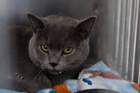 Durchfall (diarrhoe oder diarrhö) ist etwas sehr unangenehmes. Verstopfung Und Durchfall Bei Katzen Herz Fuer Tiere De