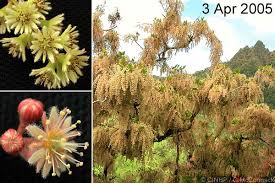 Image result for Homalium