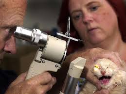 Katten Aladdin på konteinertur til Oslo