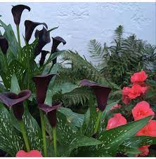 Callalily Calla Lily Flowers Calla Lily Lily Flower