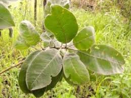 Image result for Faurea discolor