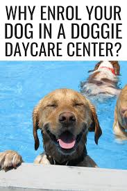 Our pet hospitals are providing reduced services and have different procedures in place to keep everyone safe. Why Enrol Your Dog In A Doggie Daycare Center Spaying Dog Care Dog Care Tips Dog Care Ideas Neutering Dog Care Do Dog Daycare Pet Care Dogs Dog Care 101
