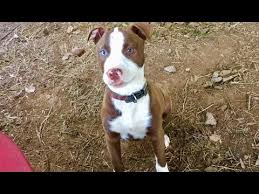 Tek Basina Dokuz Kopege Kafa Tutan Yavru Pitbull Youtube