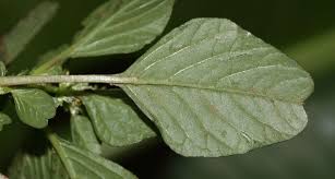 Image result for Amaranthus blitum