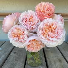 It is a great rose with surprisingly few petals. Llw Roses The Lady Gardner And Princess Charlene De Monaco Facebook
