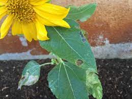 Several plants have leaves in various stage of decay like this one Sunflower Help Brown Spots On Leaves Helpfulgardener Com