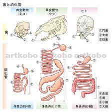 web教材イラスト図版工房 r c2 動物のからだ 03 教材 イラスト 動物