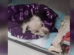 On the street of east pacific coast highway and street number is 6222. Long Beach Pets Long Beach Ca Patch