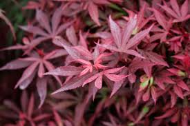 Japanese maple trees (acer palmatum) are both graceful and versatile members of the landscape. Japanese Maples How To Plant Grow And Care For Japanese Maples Hgtv