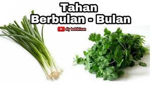 Dengan cara ini, daun basil akan tetap segar hingga dua minggu setelah disimpan. Cara Menyimpan Daun Bawang Dan Daun Sop Agar Tahan Lama Dan Awet Youtube