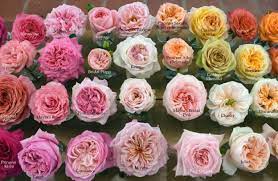 Garden Roses By Name Rose Varieties Eden Rose Purple Roses