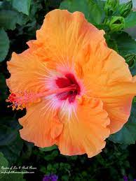 Pin On Hometalk Flowers