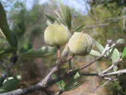 Image result for Androstachys