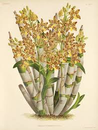 Image result for Ansellia africana