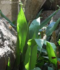 Image result for Dracaena aubryana