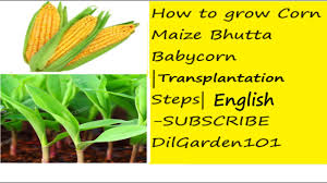 Check spelling or type a new query. How To Grow Balsam Tom Thumb Seedlings Impatiens Balsamina Rose Balsam Snapweed English Youtube