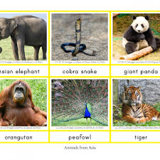 Montessori Animals And Their Continents Geography Animals Continents And Oceans Continents