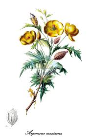 Image result for Papaveraceae