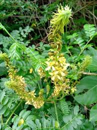 Image result for Guilandina bonduc