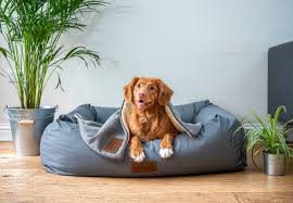 We did not find results for: Top 10 Pet Care Services Near Me Talk To Bruno In Miami