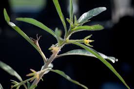 Image result for Ludwigia adscendens