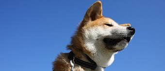 The shiba inu originated in ancient japan and is considered an official japanese national treasure. 9 Popular Japanese Dog Breeds To Choose From Care Com