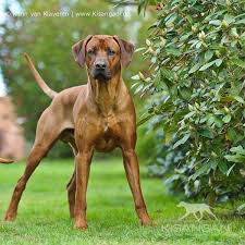 rhodesian ridgeback zwinger kisangani rhodesian ridgeback hunde schone hunde