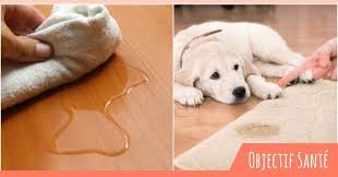 Odeur D Urine Les Meilleures Solutions Pour Vous En Debarrasser Odeur De Pipi De Chien Odeur Urine Odeurs De Chien