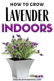 Indoor Lavender Plant Care Lavender Plant Care Indoor Lavender Plant Growing Lavender