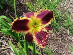 The most ideal time to transplant daylily roots is after the final bloom in the summer. Petal Pusher Daylilies Plants