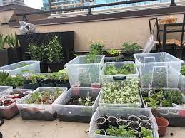 Winter Sowing Seed Starting Mini Green House Tupperware Milk Jugs Planters Containers Easy Winter Seed Starting Cheap Raised Garden Beds Winter Garden