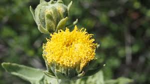 Image result for Justicia exigua