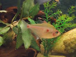 Kirmizi Tetra Bleeding Heart Tetra Akvaryum Market