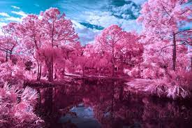 In warm tropical climates, the tree may stay green throughout the year. Black Water Lake And Pink Trees By Adam Nixon Infrared Landscape