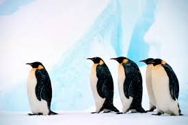 Image result for penguin