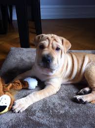 Whiskers are not the same as fur or hair. My Sharp Eagle Shar Pei Beagle Maximo He S Adorable Animals Cute Animals Dog Breeds