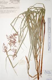 Image result for Scleria pooides