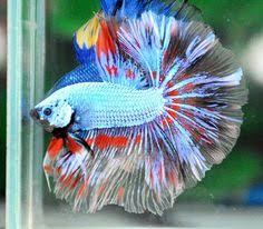 Wild ancestors are native to southeast asia, found in thailand, cambodia and vietnam. 500 Beautiful Beta Fish Ideas In 2021 Beta Fish Fish Betta