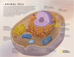 Biology unit test review questions Animal Cell National Geographic Society