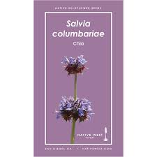 Image result for Cuviera semseii